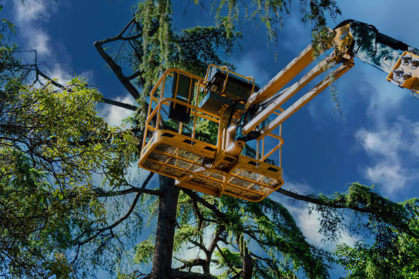 How Our Tree Care Process Works  in Lely, FL